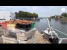 VIDÉO. Les premières coquilles Saint-Jacques de la saison sont arrivées dans le port de Honfleur