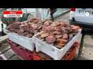 VIDÉO. Les premiers pêcheurs reviennent à Trouville, chargés de coquilles Saint-Jacques !