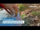 Champignons : comment bien les cueillir dans les Alpes-de-Haute-Provence ?