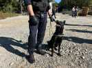 VIDEO. Un chien « stup » en renfort pour les policiers de Saint-Nazaire