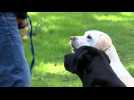 PREMIERS SECOURS / Sur les animaux aussi !