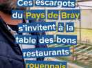 Ses escargots s'invitent à la table des bons restaurants rouennais