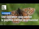 Rare et menacé, le papillon Damier de la succise bientôt sauvé dans l'Avesnois ?