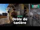 Cette famille d'ours polaires s'est installée dans une station de recherches abandonnée