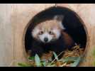 VIDÉO. Pandas roux, primates, castors... Babyboom aux Terres de Nataé, à Pont-Scorff