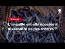 VIDEO. L'anguille est-elle appelée à disparaître de nos rivières ?