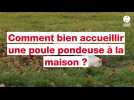VIDÉO. Comment bien accueillir une poule pondeuse sauvée de l'abattoir chez soi ?