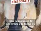 Élevage - Le 172e concours charolais de Nevers a réuni près de 150 bovins à Magny-Cours dans un contexte sanitaire inquiétant