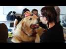 Brest : La médiation animale pour réduire le stress des étudiants