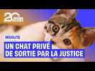 Ce chat vient d'être condamné par la justice