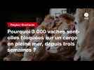 VIDEO. Pourquoi 3 000 vaches sont-elles bloquées sur un cargo en pleine mer, depuis trois semaines ?