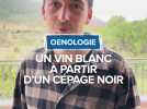 Vin blanc de noir