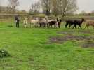 Alpaga Quesnoy-sur-Deule coupe 2