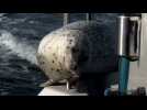 Un phoque traqué par des orques se réfugie sur un bateau de location