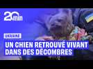 En Ukraine, un chien retrouvé vivant sous les décombres après une frappe nocturne russe