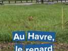 Au Havre, le renard prospère !