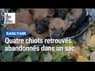 Quatre chiots retrouvés abandonnés dans un sac, à Saultain