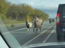 VIDÉO. Des poneys remontent une rocade et perturbent la circulation en Deux-Sèvres