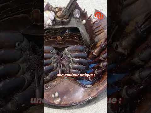 Un litre du sang de cet animal vaut 12 000 € ! #shorts