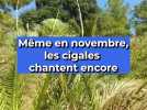 Même en novembre, les cigales chantent encore