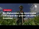 VIDEO. En Afghanistan, les Américains ont largué des graines de pavot invasives