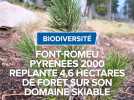 Biodiversité, Font-Romeu Pyrénées 2000 replante 4,6 hectares de forêts sur son domaine skiable.