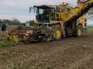 Agny: la campagne betteravière bat son plein