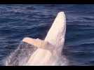 VIDÉO. Les images rares d'un jeune baleineau à bosse albinos aperçu sur la côté australienne