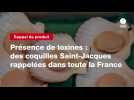 VIDEO. Présence de toxines : des coquilles Saint-Jacques rappelées dans toute la France (1)
