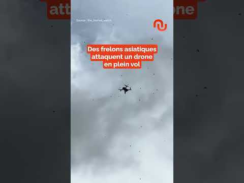 Des frelons asiatiques attaquent un drone ! #shorts