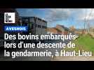 Des bovins embarqués lors d'une descente de la gendarmerie, à Haut-Lieu