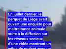 Arès traîné à mort par la voiture de son propriétaire à Dalhem: voici les conclusions de l'enquête