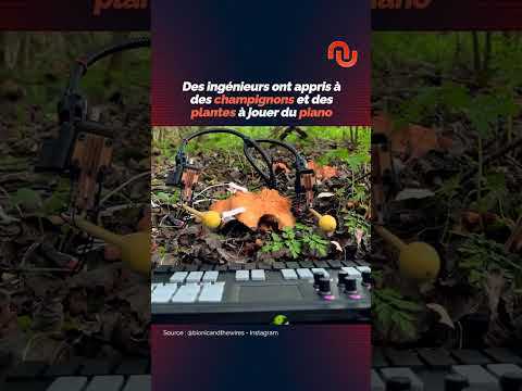 Ces champignons savent jouer du piano ! #shorts
