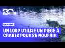 Canada : un loup utilise un piège à crabes pour se nourrir