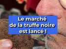 Le marché de la truffe noire est lancé !