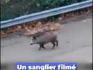 Les images insolites d'un sanglier aperçu ce vendredi, à Nice