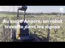 Un robot 100% autonome dans un vignoble au sud d'Angers