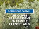 Domaine de Cabrol : les olives se ramassent en famille et entre amis