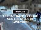 Un cachalot de 15m de long échoué sur les berges de l'Aveyron