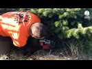 A Essarts-en-Bocage, la récolte des sapins de Noël a démarré