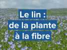 De la plante au tissu, le voyage du lin