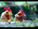 Grippe aviaire : on vous explique cette maladie