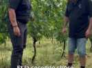 Vignoble - 