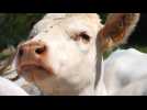 Normandie. Comment la viande est elle contrôlée ?