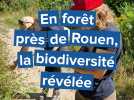 Dans les pas d'une botaniste en forêt près de Rouen