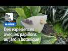 Marck : des expériences avec les papillons au jardin botanique du Beau-Pays
