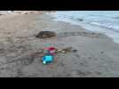 La première tortue de la saison à venir pondre en Méditerranée a choisi Sanary