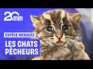 Mignons mais menacés : Les chats pêcheurs du zoo de La Flèche