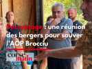 Décryptage : une réunion des bergers pour sauver l'AOP Brocciu