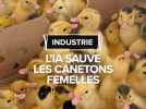 Industrie : l'IA sauve les canetons femelles